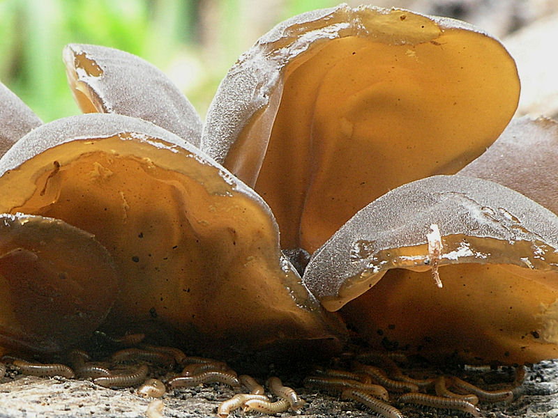 Non so se commestibili ma .....